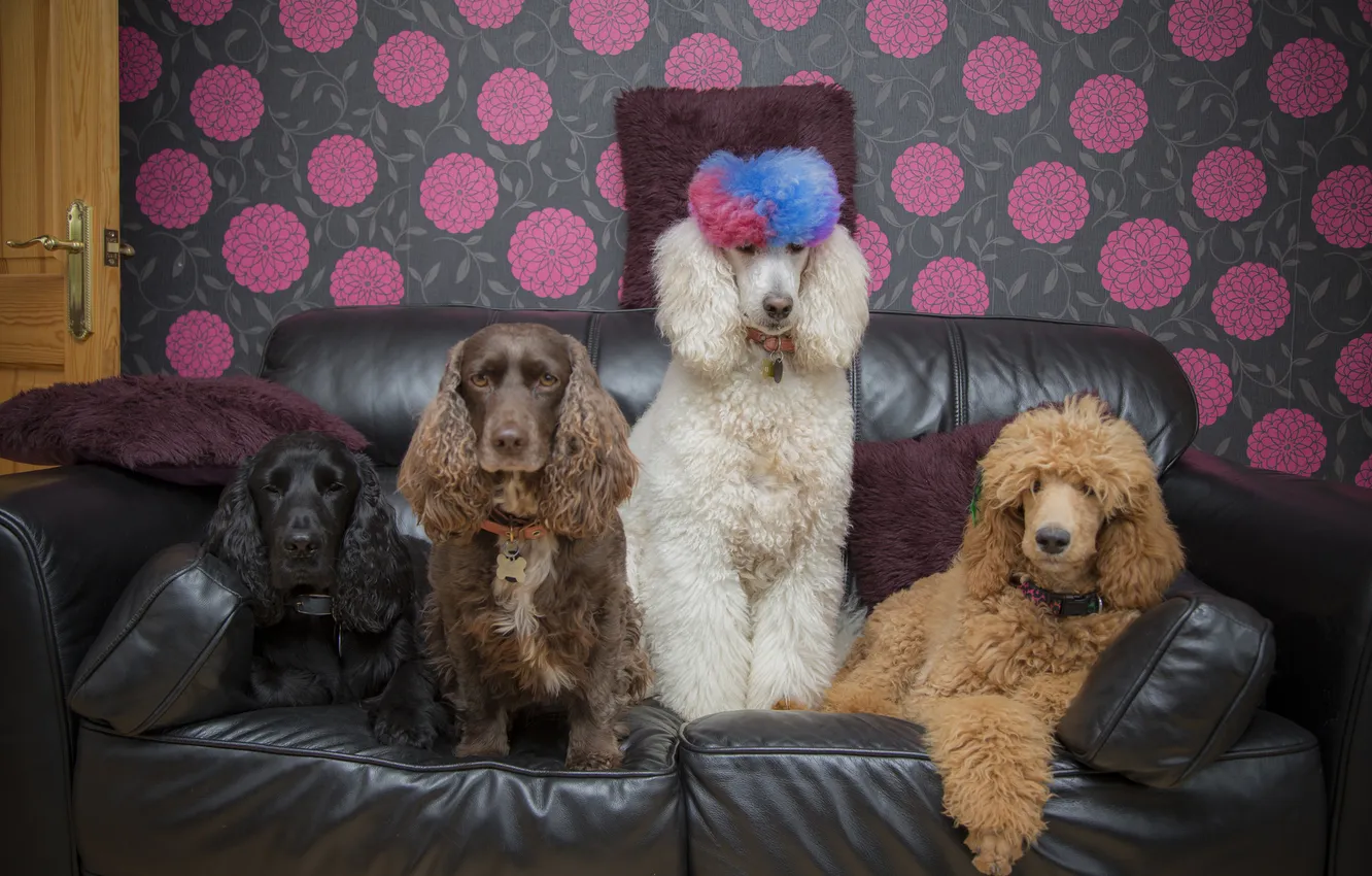 Фото обои животные, собаки, диван, сидят, смешные, пудели, коккер-спаниэли