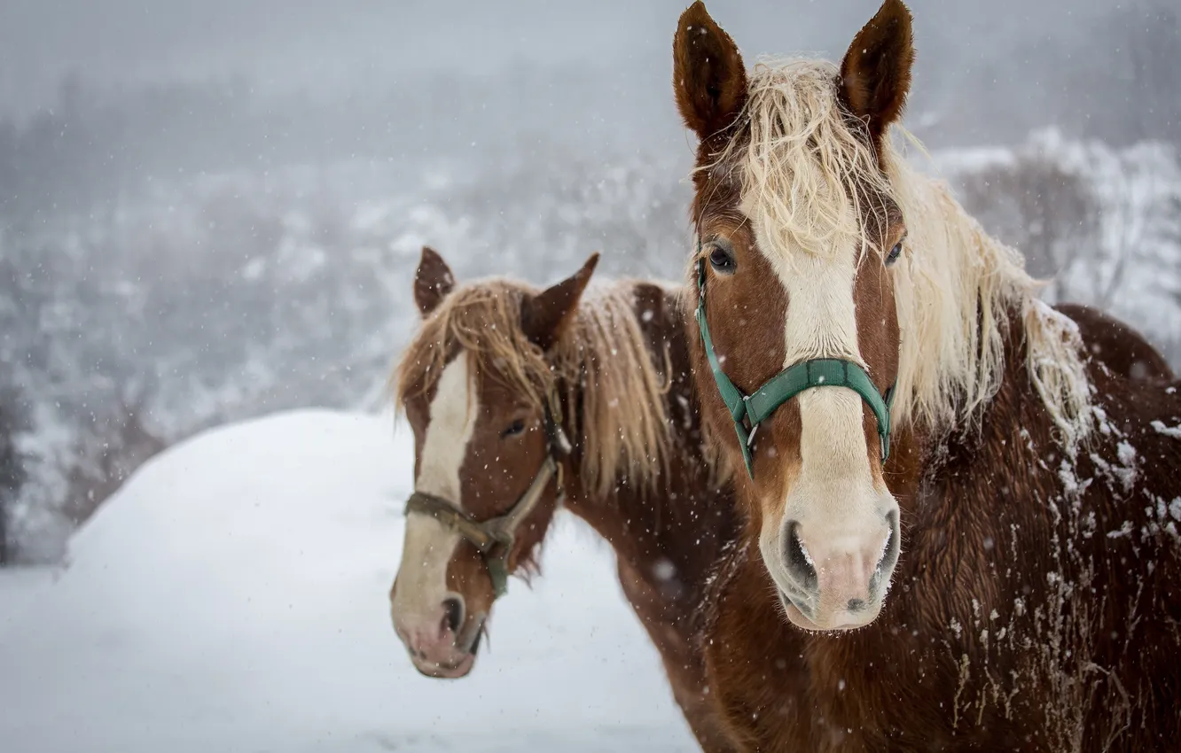 Фото обои зима, морда, снег, кони, лошади, пара, грива, челка