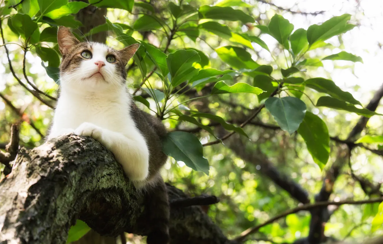 Фото обои кот, листья, дерево, кошак