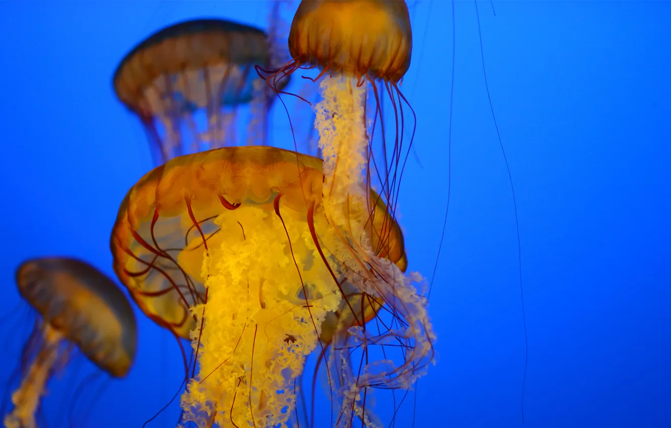 Фото обои море, медузы, под водой, много