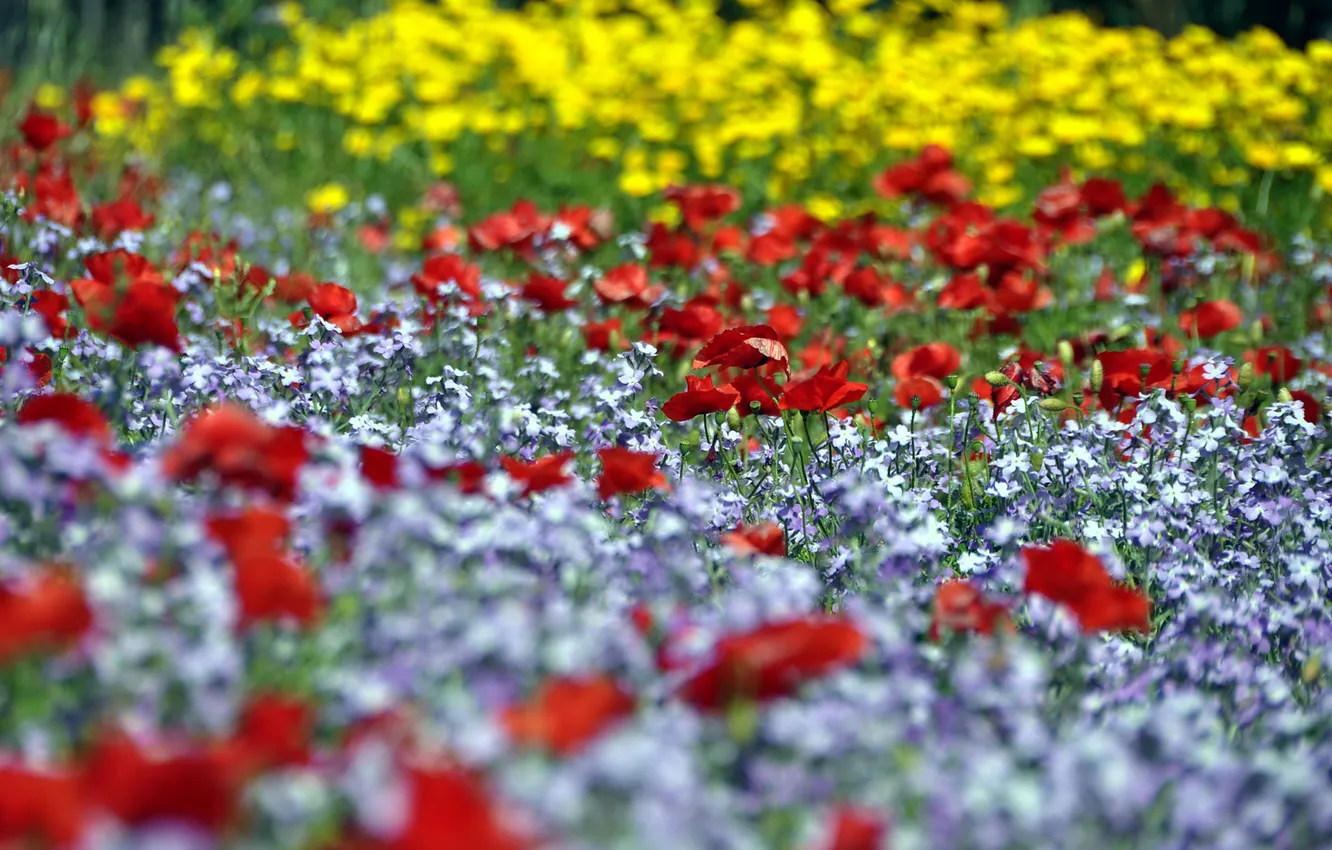 Фото обои цветы, поляна, маки, красные, клумба, полевые