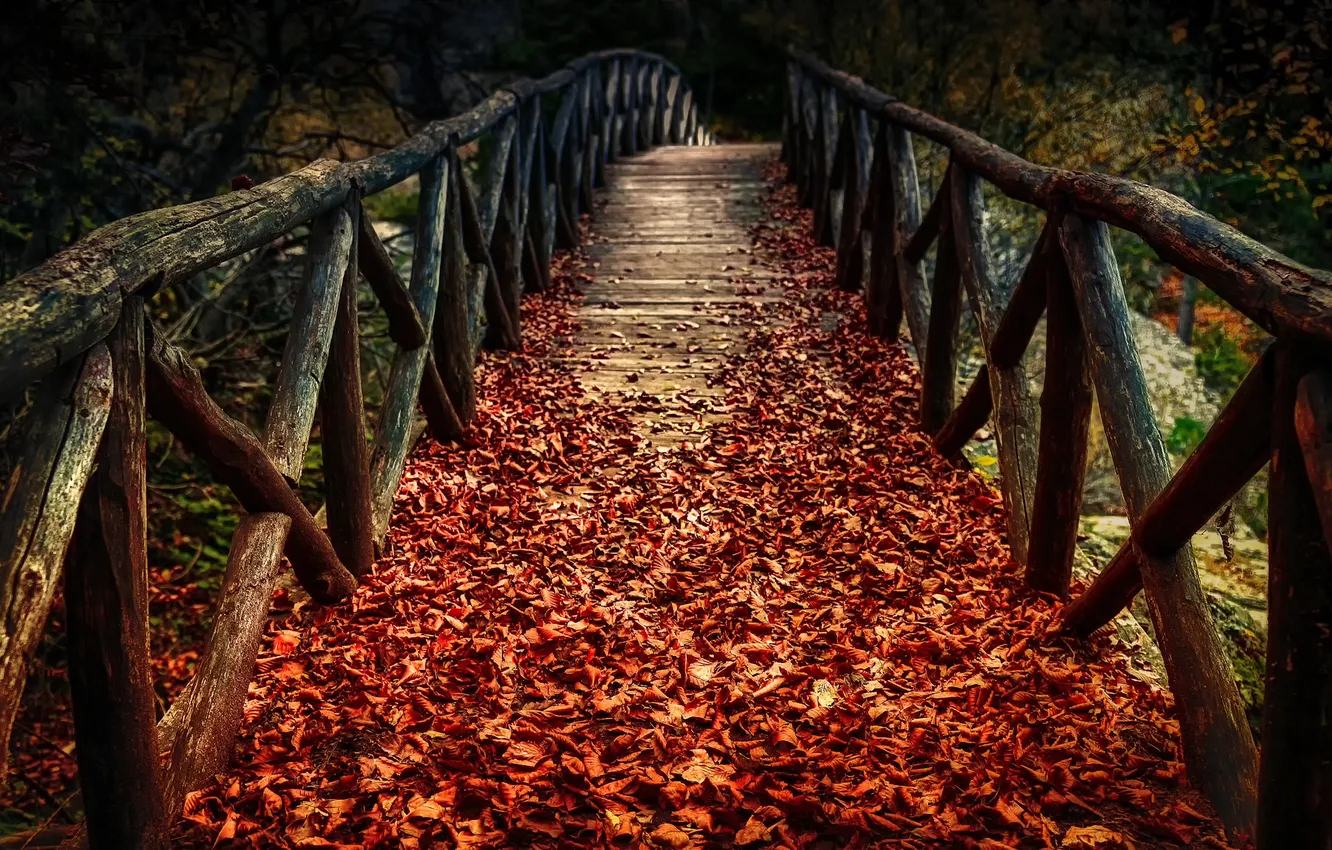 Фото обои осень, листья, мост, природа, время года