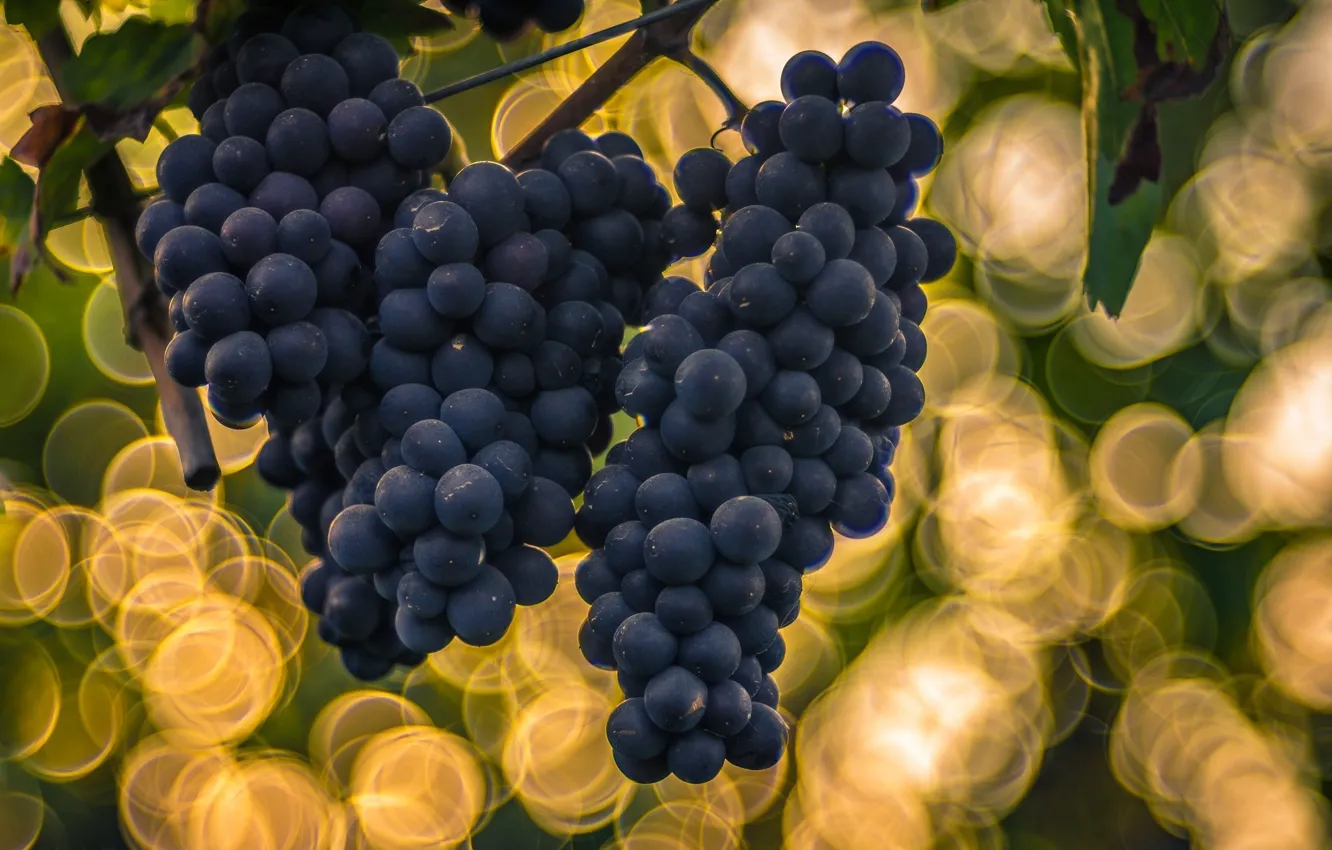 Фото обои фон, виноград, боке