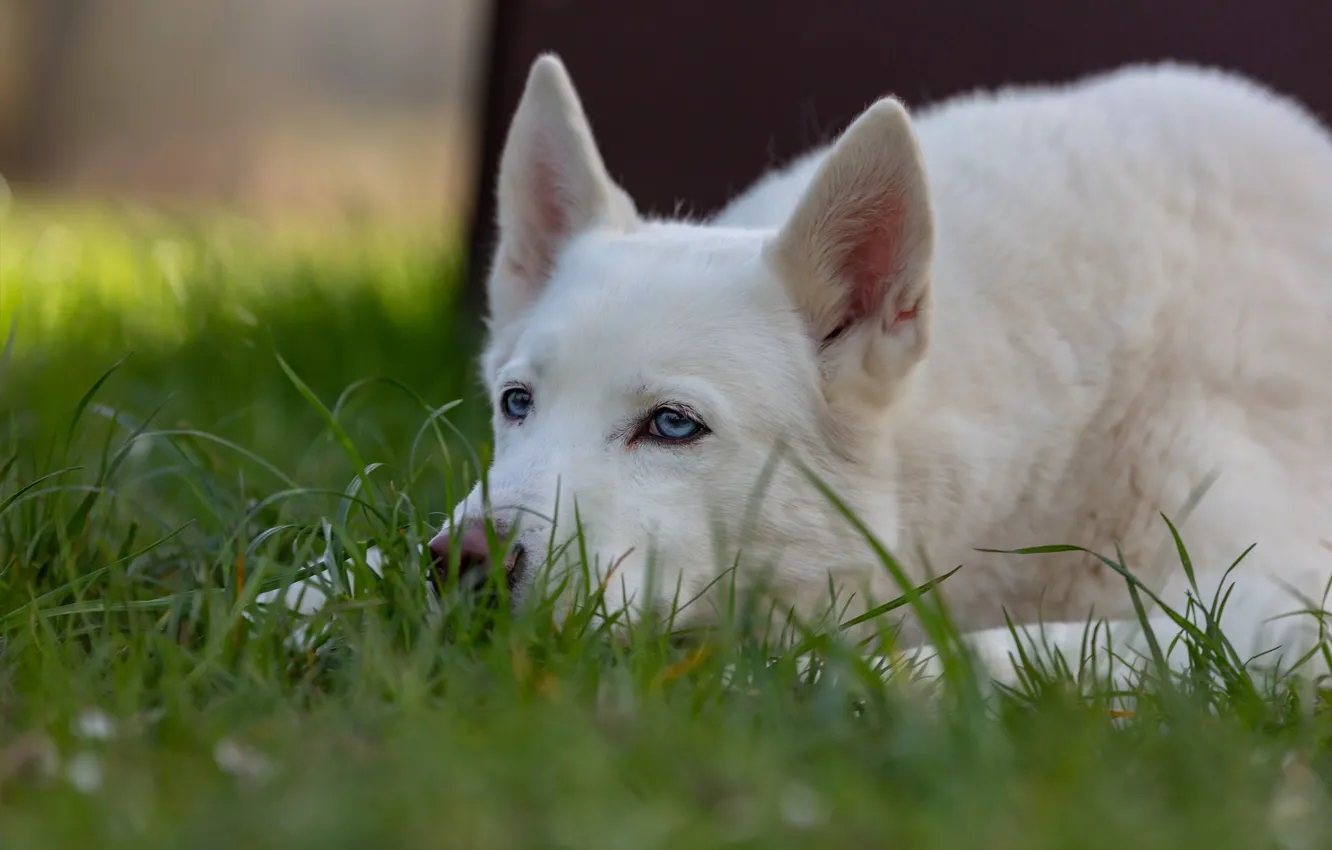 Фото обои трава, морда, собака, белая, уши, Хаски