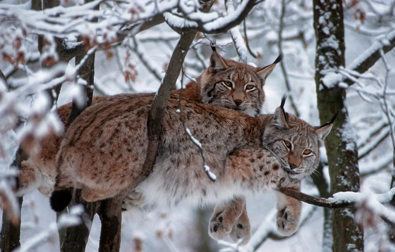 Фото обои зима, кошка, снег, деревья, ветки, Германия, евразийская рысь, Национальный парк Баварский лес