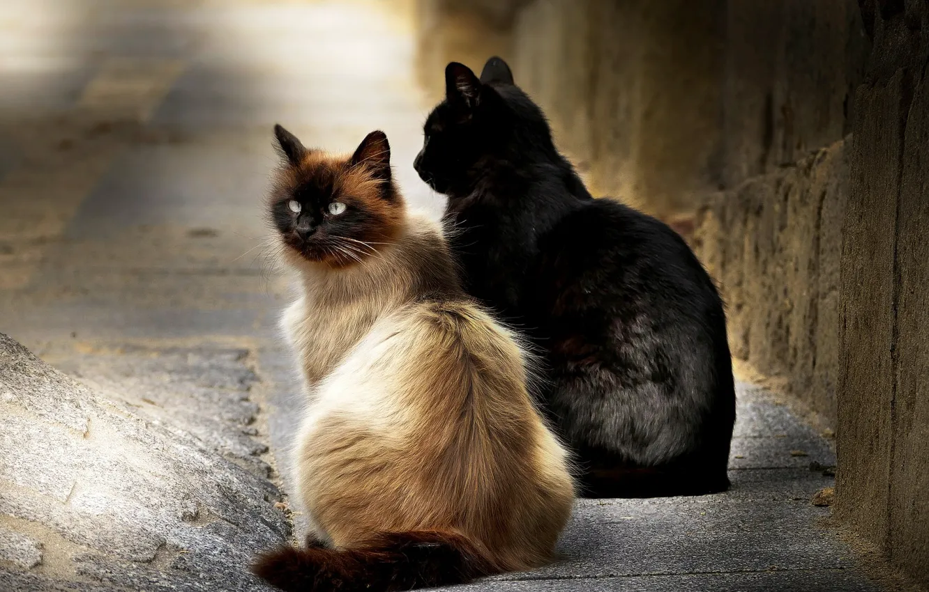 Фото обои кошки, фон, улица