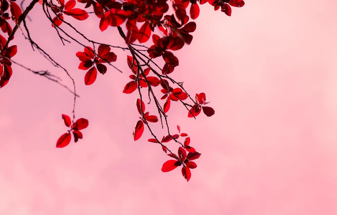 Фото обои листья, макро, деревья, ветки, красный, фон, дерево, розовый