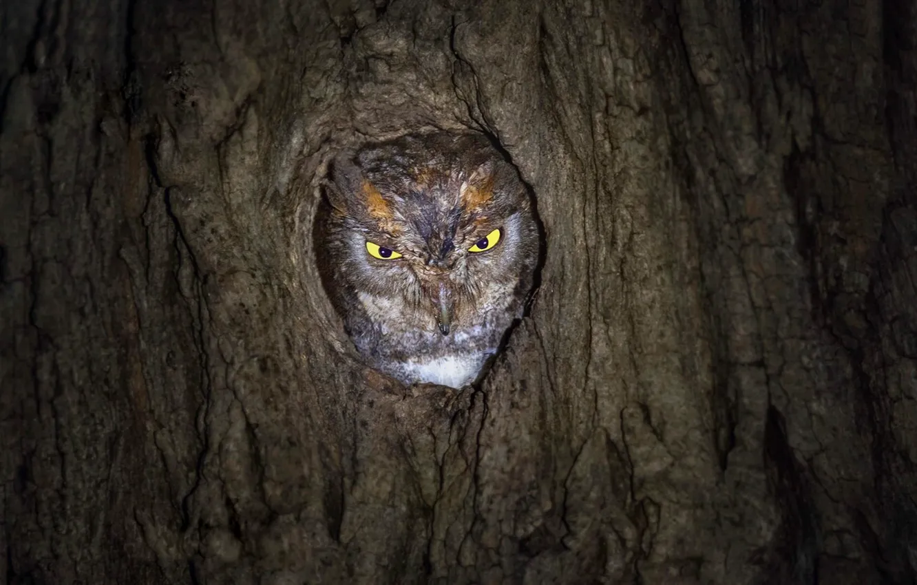 Фото обои сова, птица, дупло