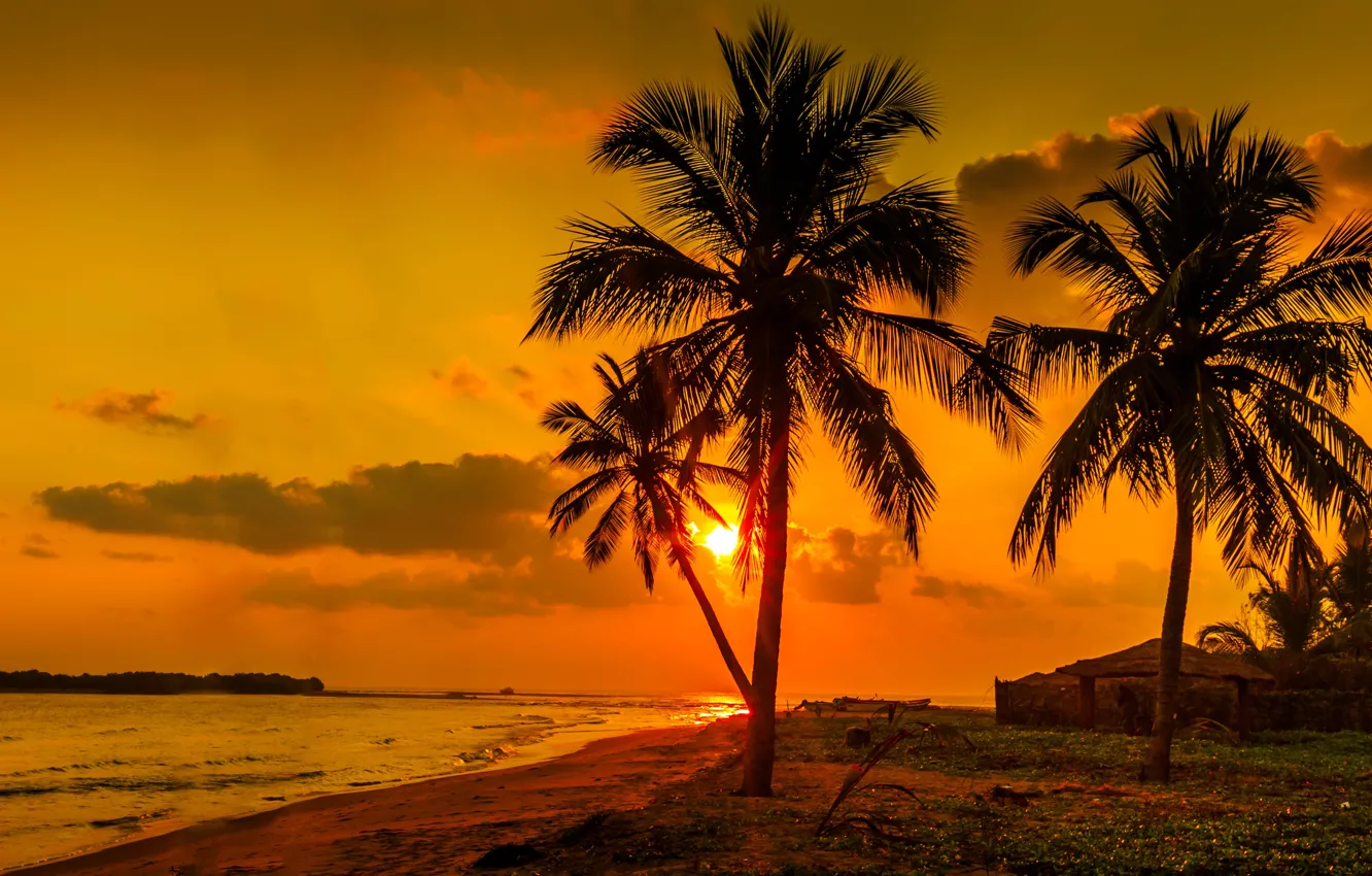Фото обои море, закат, пальма, берег, Шри-Ланка