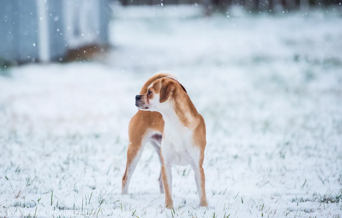 Фото обои зима, фон, собака