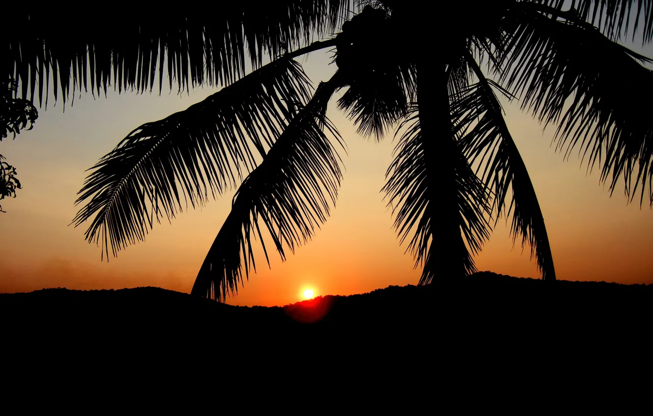 Фото обои закат, пальма, силуэт, зарево