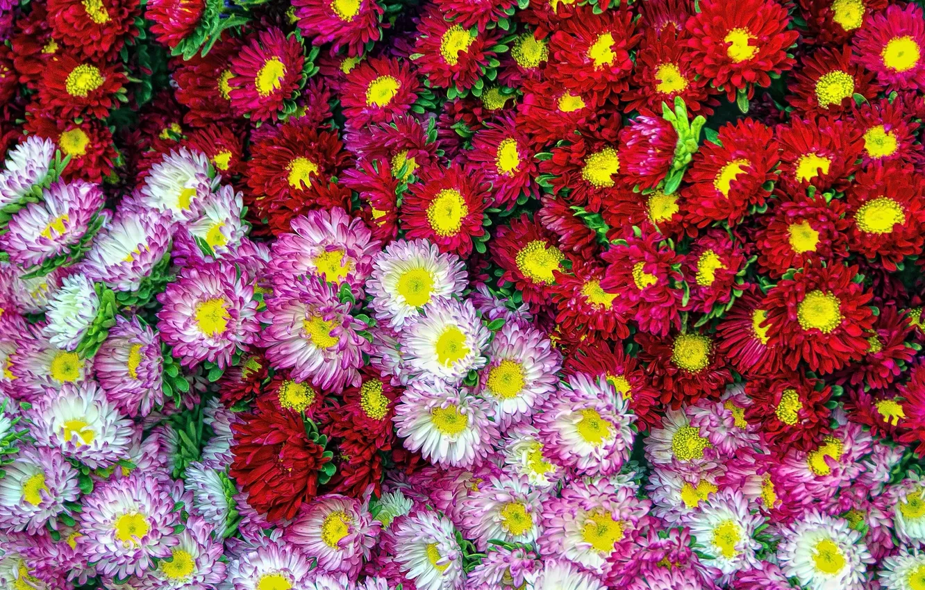 Фото обои макро, много, астры