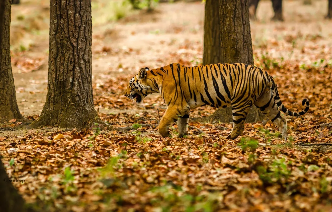 Фото обои полоски, хищник, маскировка, прогулка, дикая кошка, бенгальский тигр