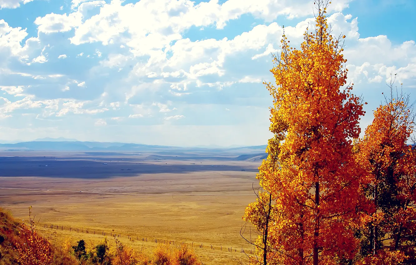 Фото обои поле, осень, облака, деревья, листва, вид, желтая