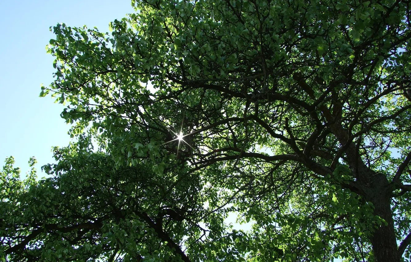 Фото обои листья, солнце, лучи, свет, деревья, природа, дерево, весна
