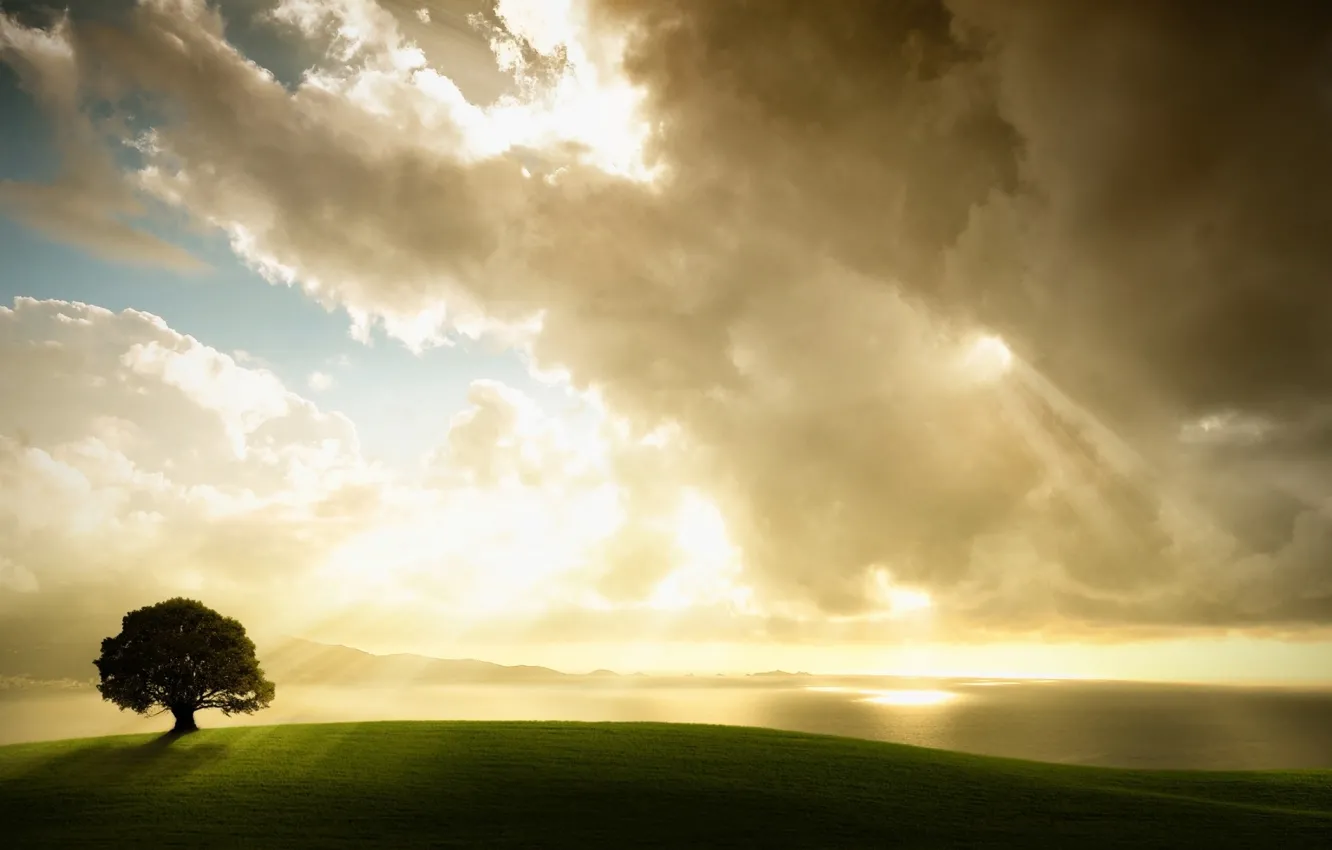 Фото обои поле, небо, облака, Дерево, солнечный свет