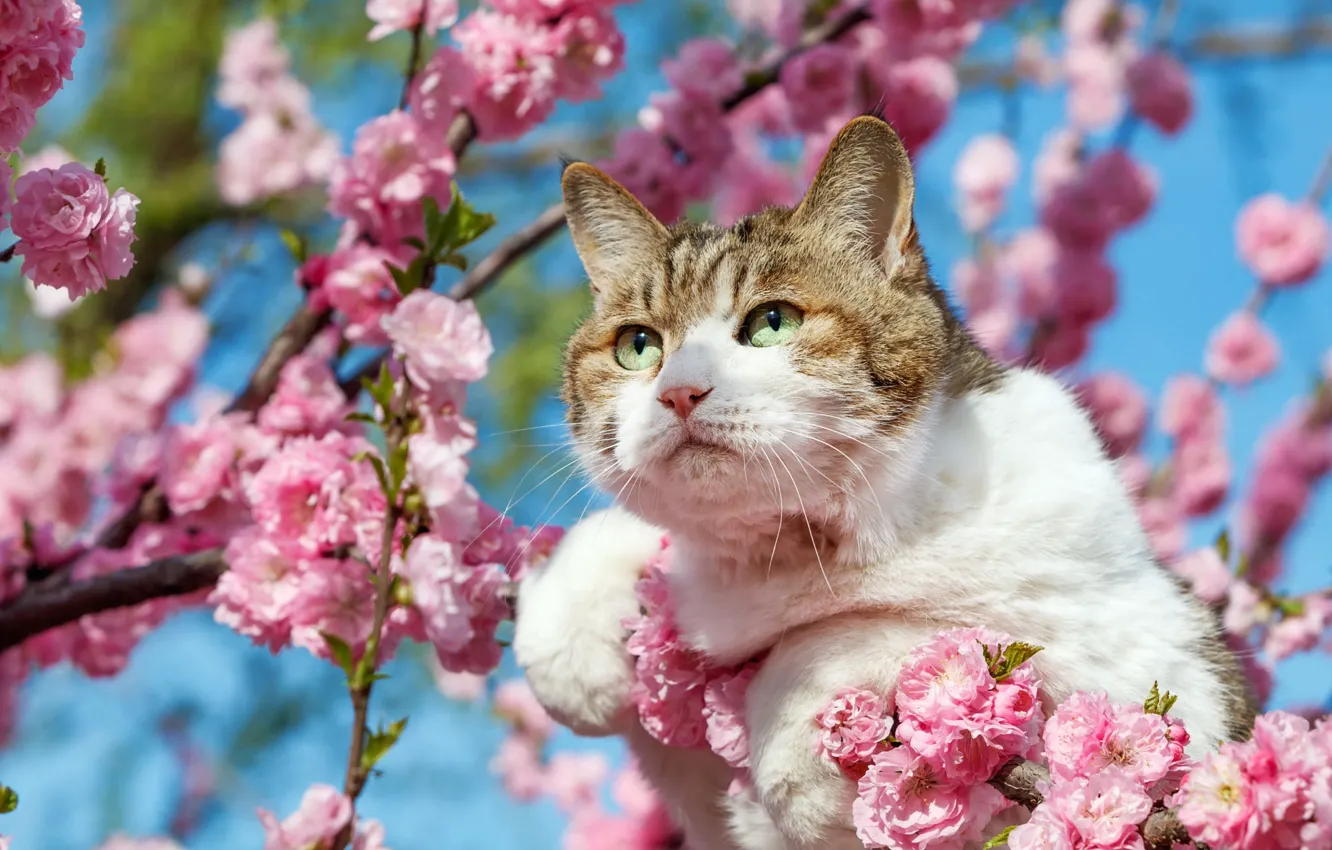 Фото обои кошка, кот, взгляд, морда, свет, цветы, ветки, дерево