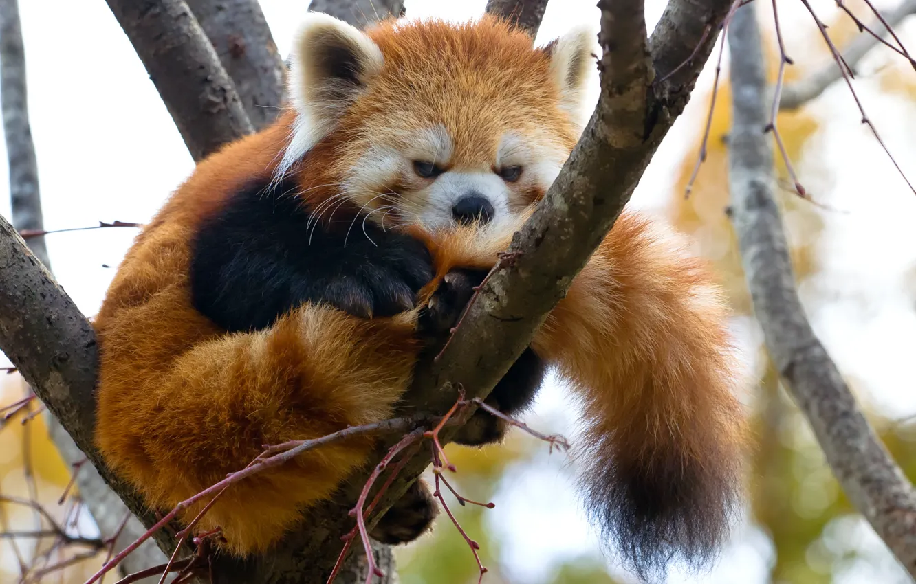 Фото обои дерево, ветка, красная панда, firefox, малая панда