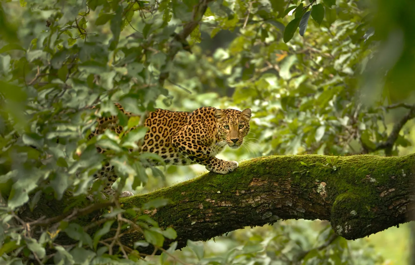Фото обои Леопард, Деревья, Листья, Leopard, Trees, Leaves, Wildlife, Дикая Природа