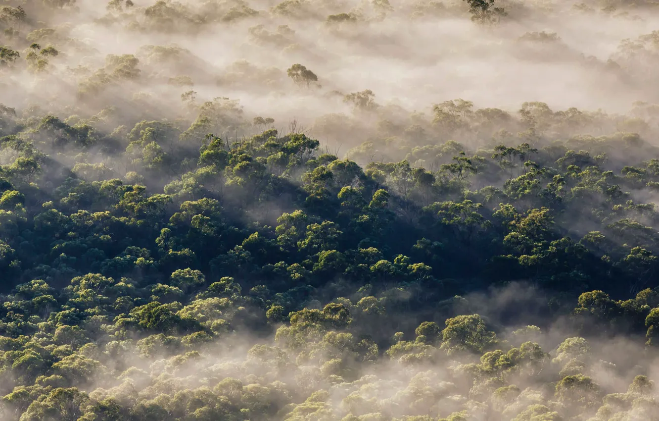 Фото обои лес, деревья, туман, Австралия, Новый Южный Уэльс