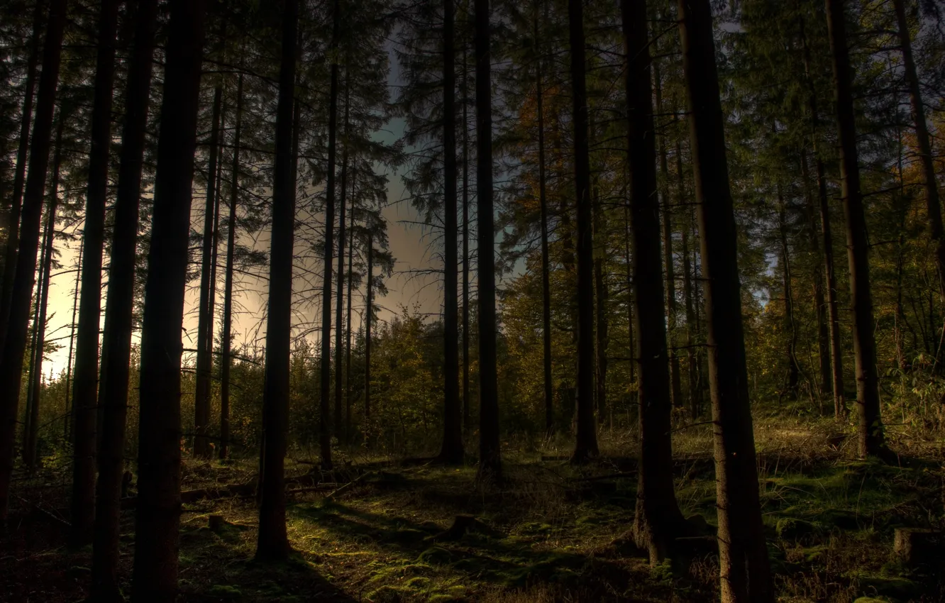 Фото обои лес, деревья, вечер