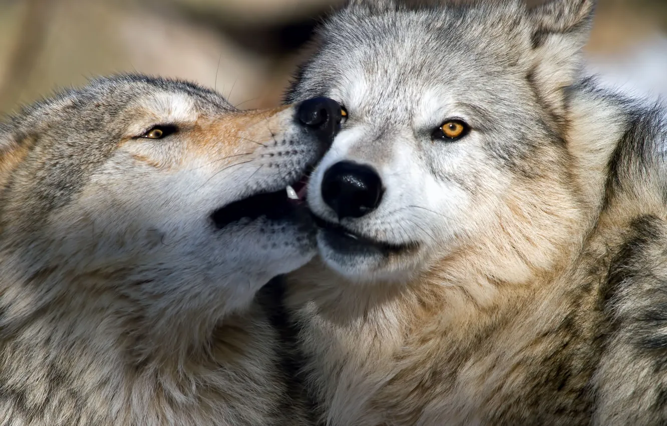 Фото обои nature, face, animal, wolf, wildlife, head, fur, mammal