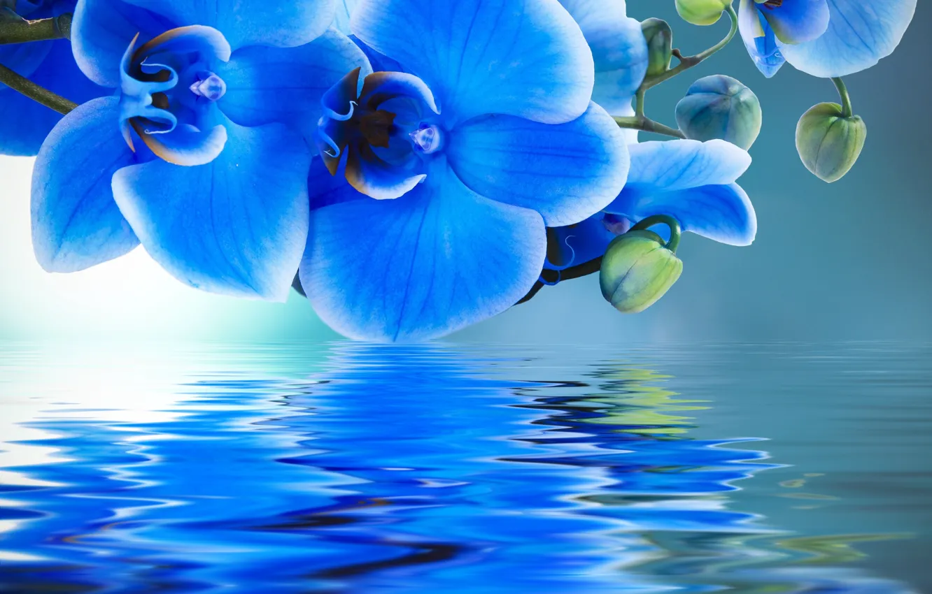 Фото обои вода, отражение, орхидеи