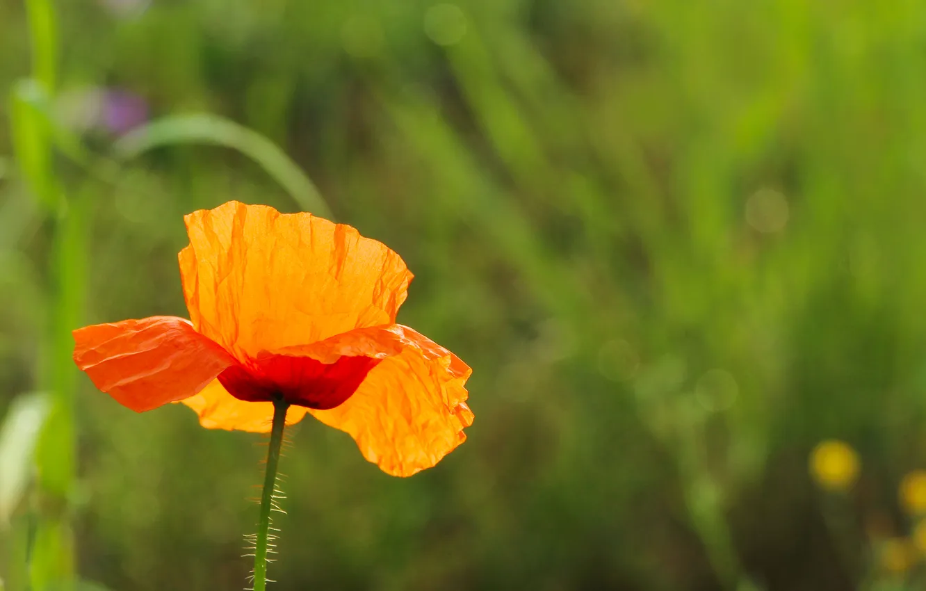Фото обои red, flower, poppy