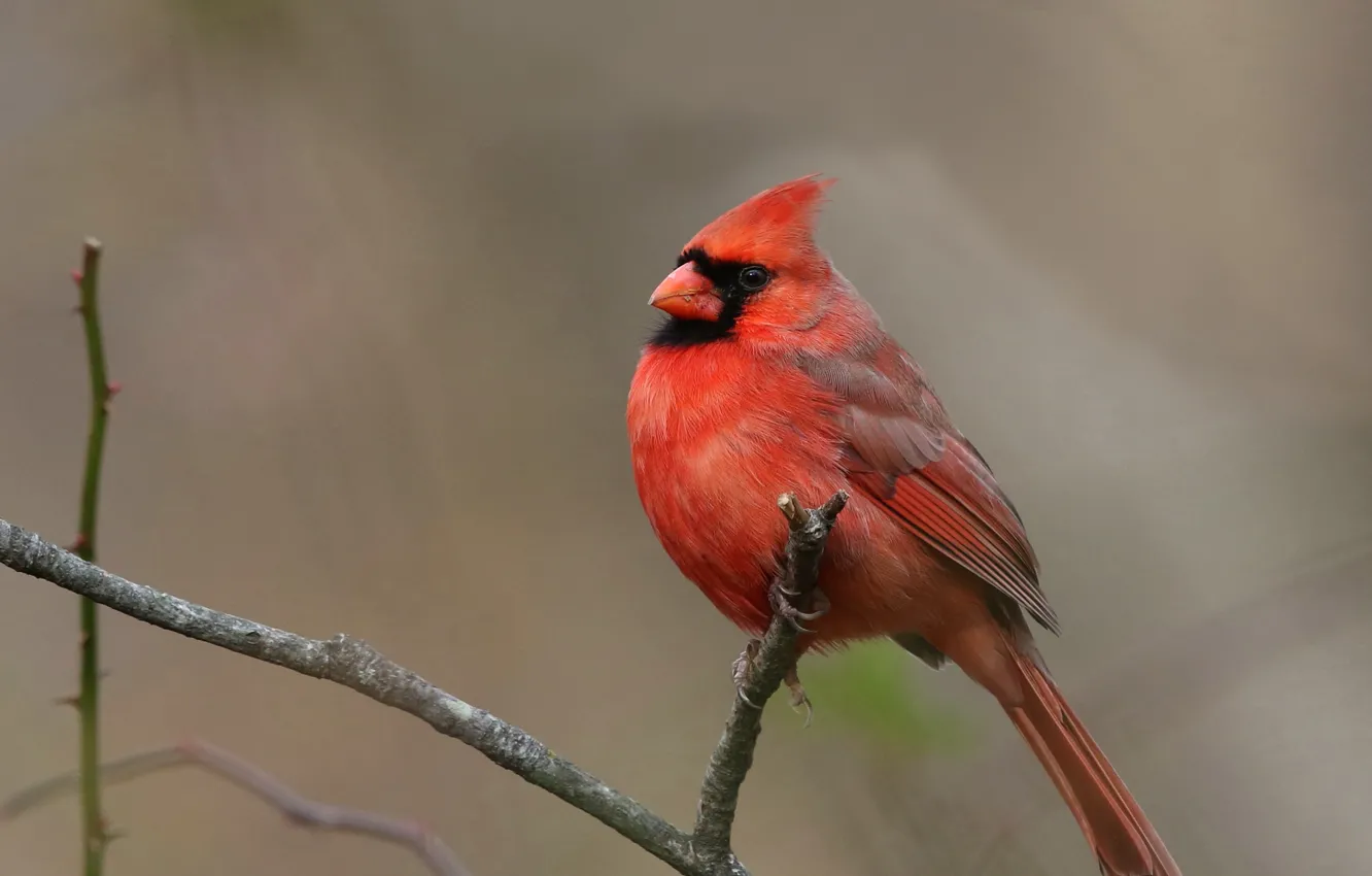 Фото обои ветки, красный, фон, птица, кардинал