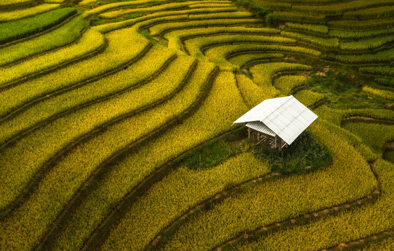Фото обои rice, plantation, roof