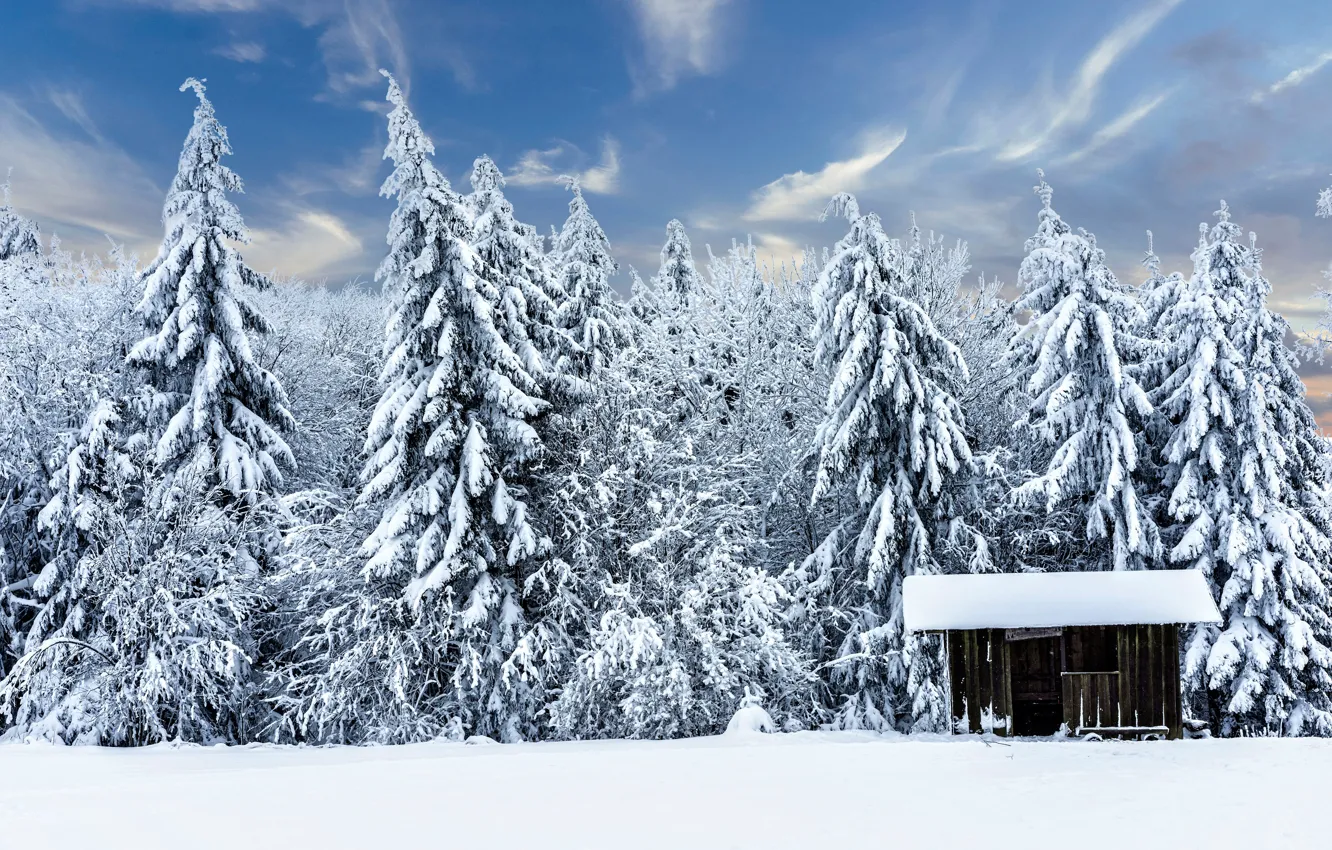 Фото обои зима, лес, снег, Германия, ели, домик, хижина, Germany