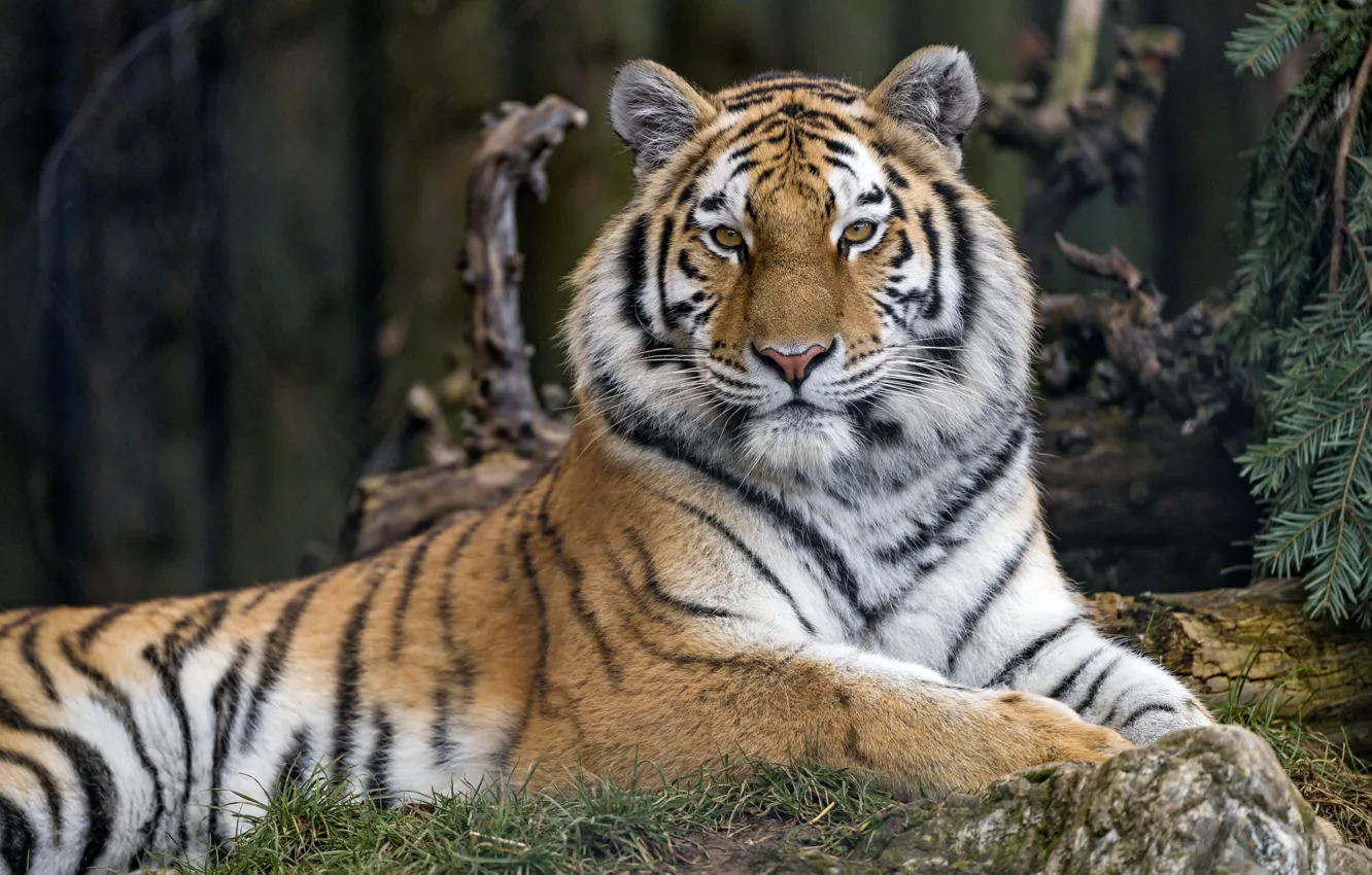 Фото обои тигр, хищник, красавец