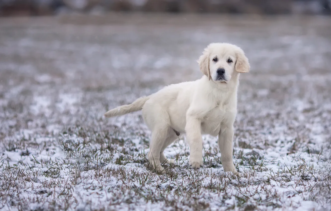 Фото обои зима, поле, белый, взгляд, снег, поза, лапа, собака