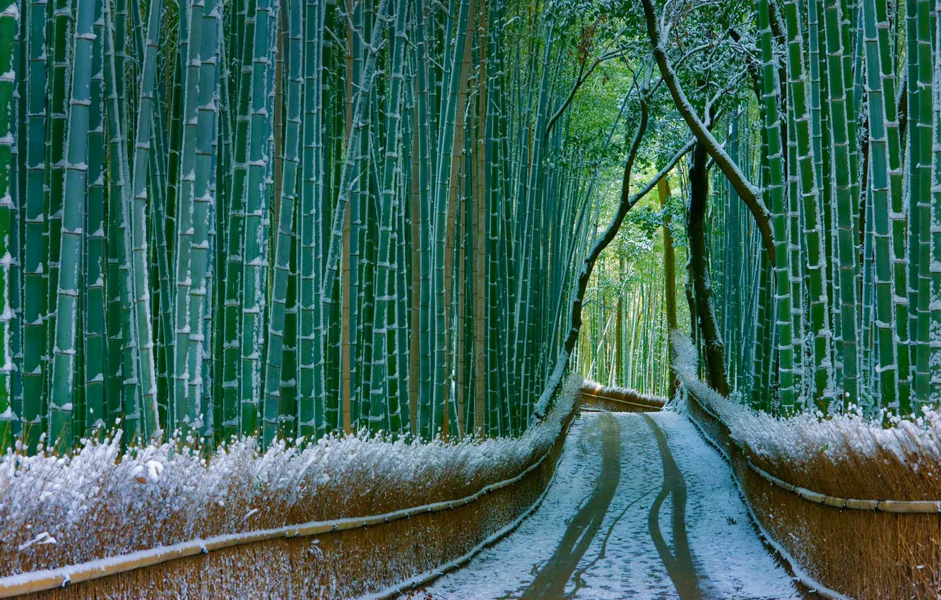 Фото обои дорога, снег, бамбук, Япония, Киото, Арасияма