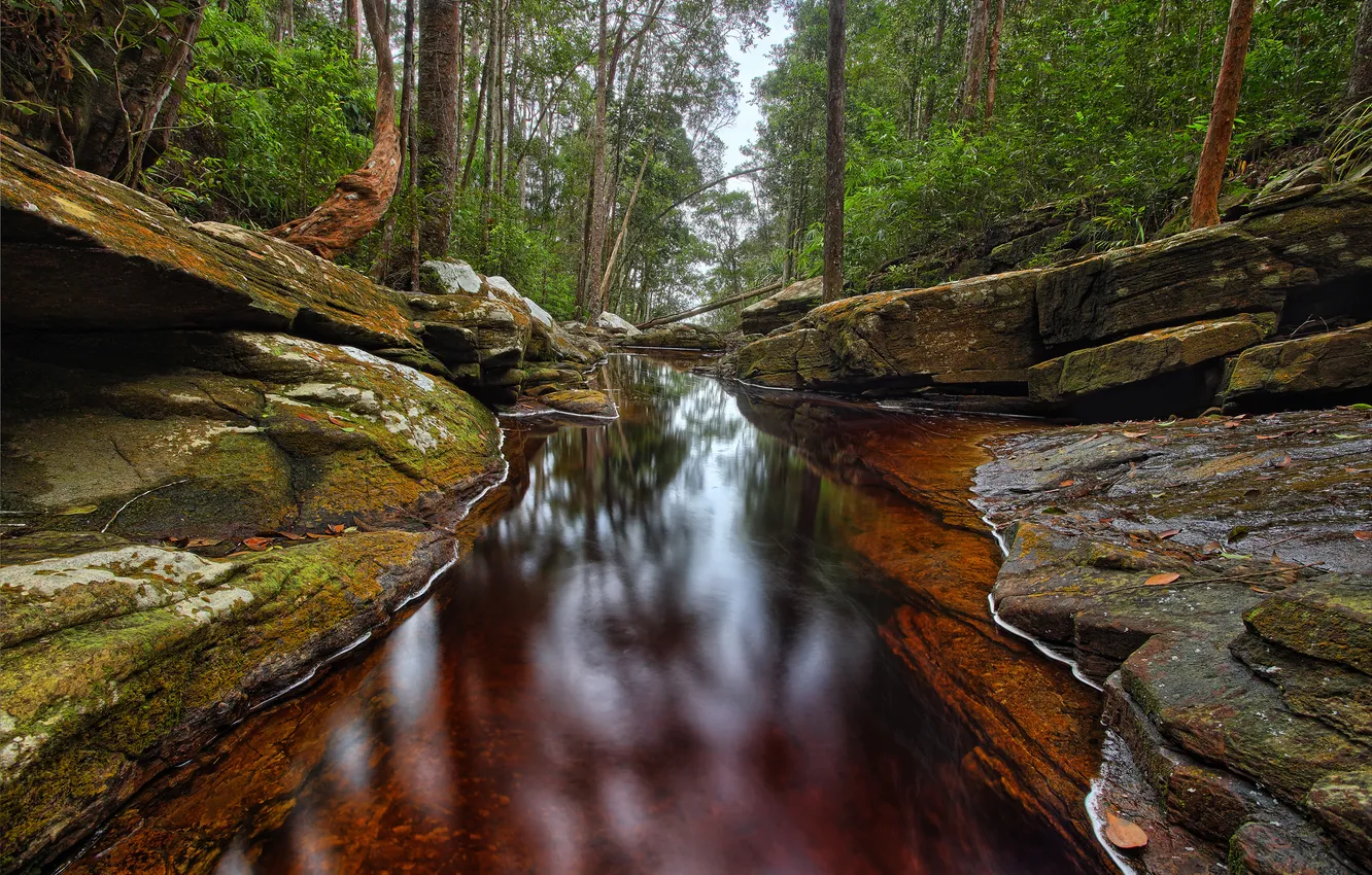 Фото обои лес, вода, деревья, камни, скалы