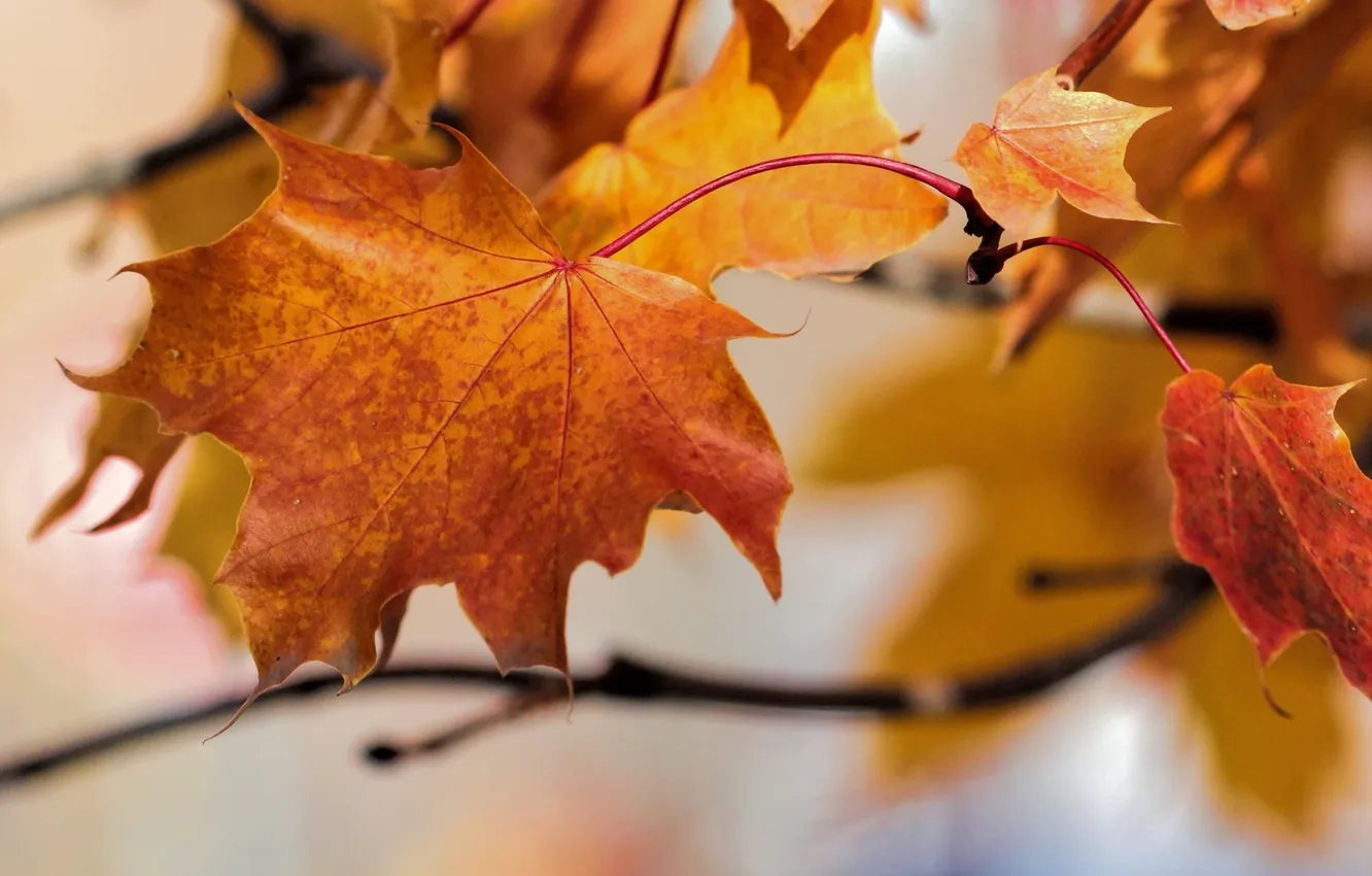 Фото обои осень, листья, природа, цвет