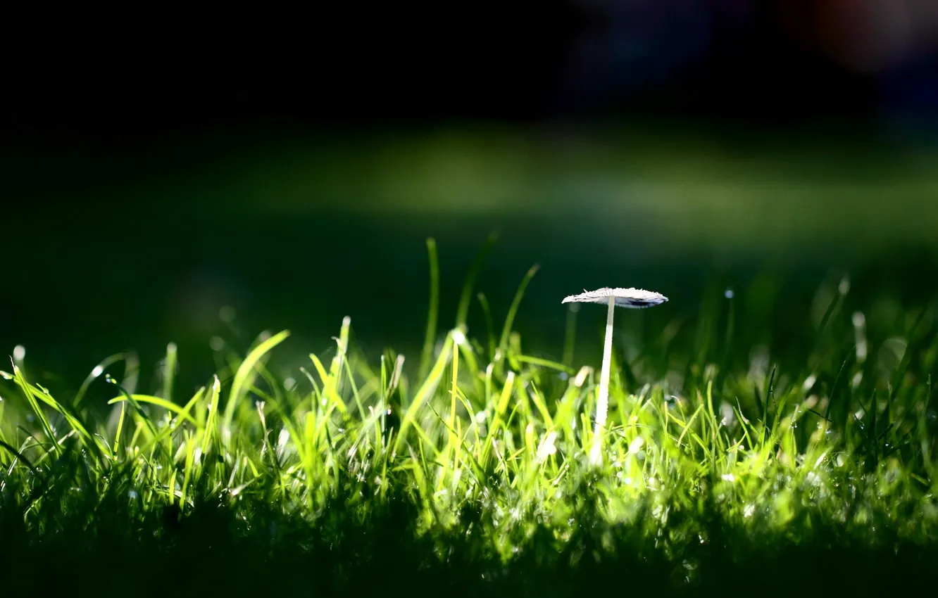 Фото обои зелень, трава, макро, природа, фон, green, обои, гриб