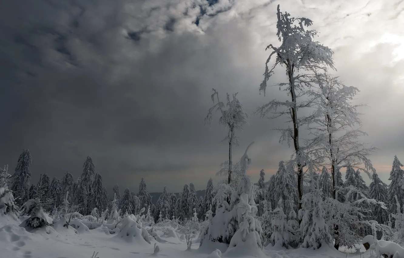 Фото обои зима, снег, деревья