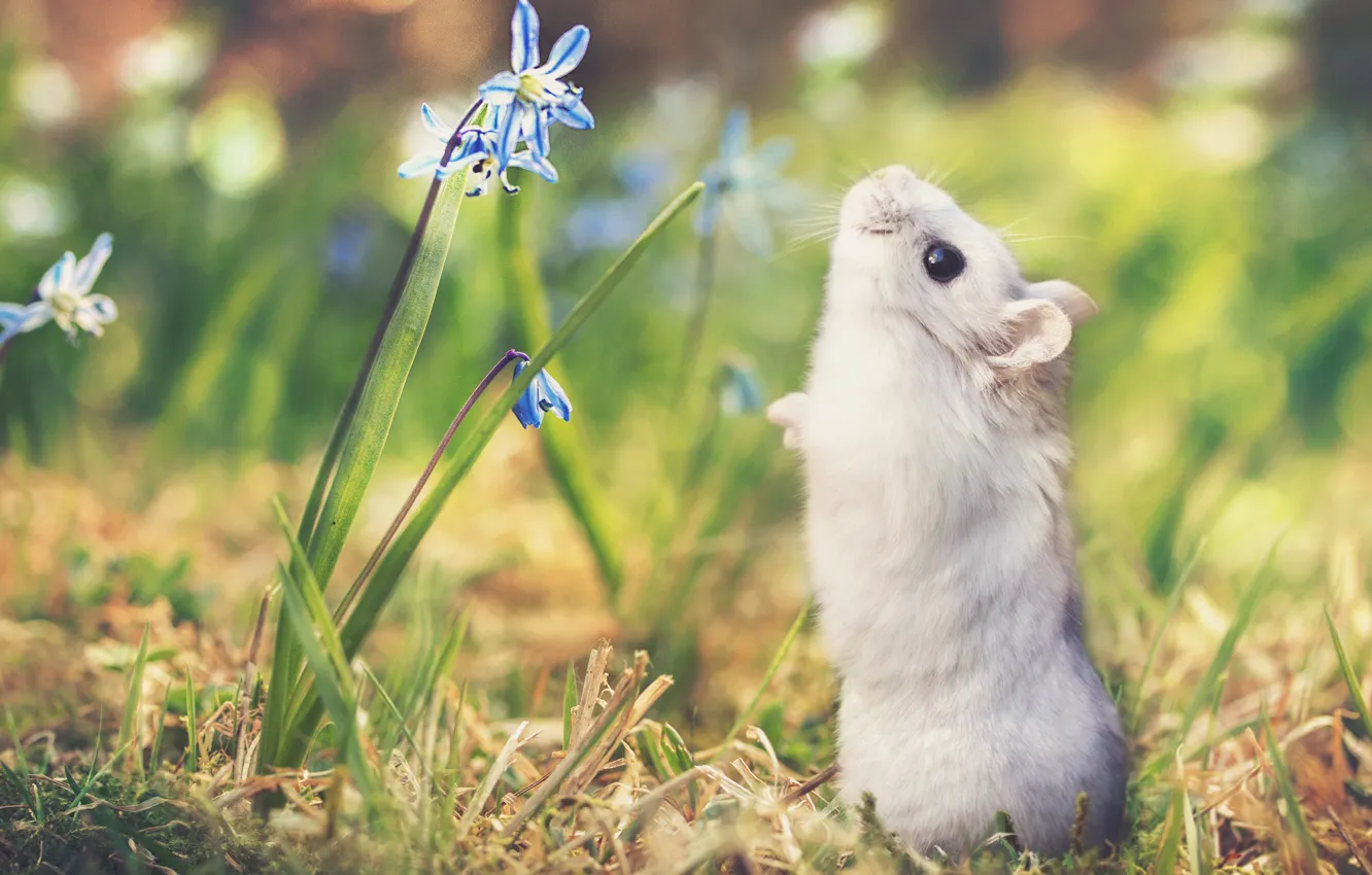 Фото обои трава, цветы, природа, хомяк, боке, by Thunderi