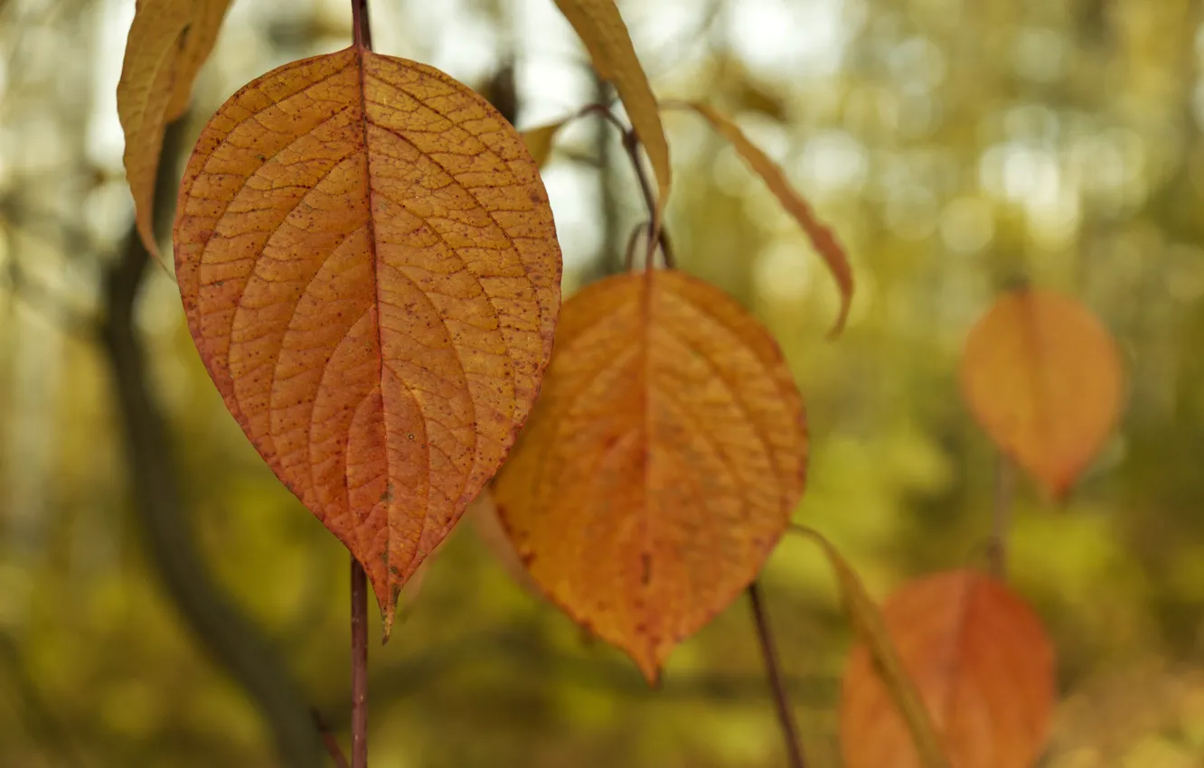 Фото обои лес, красный, листок, Осень