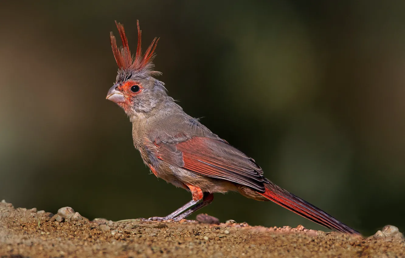 Фото обои птица, перья, клюв, хвост, попугайный кардинал