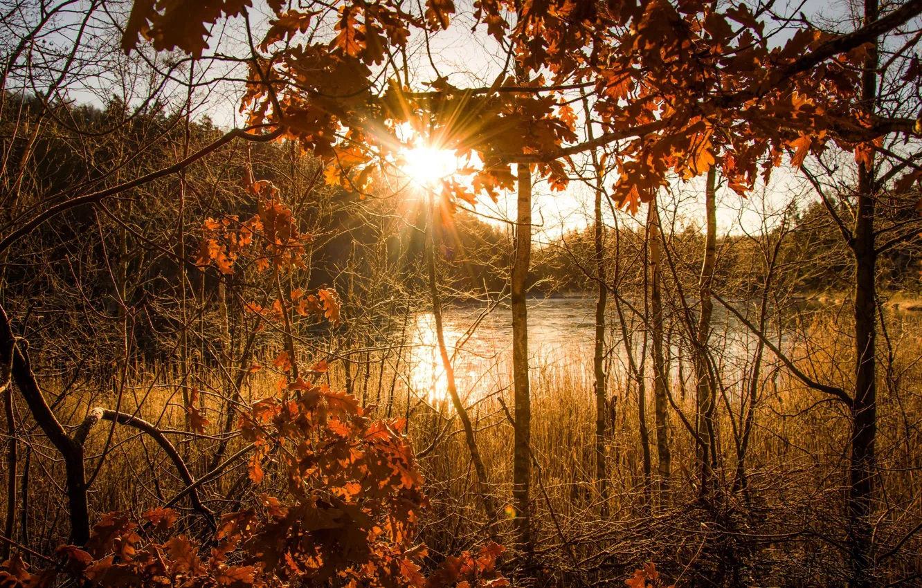 Фото обои осень, солнца свет, autumn light