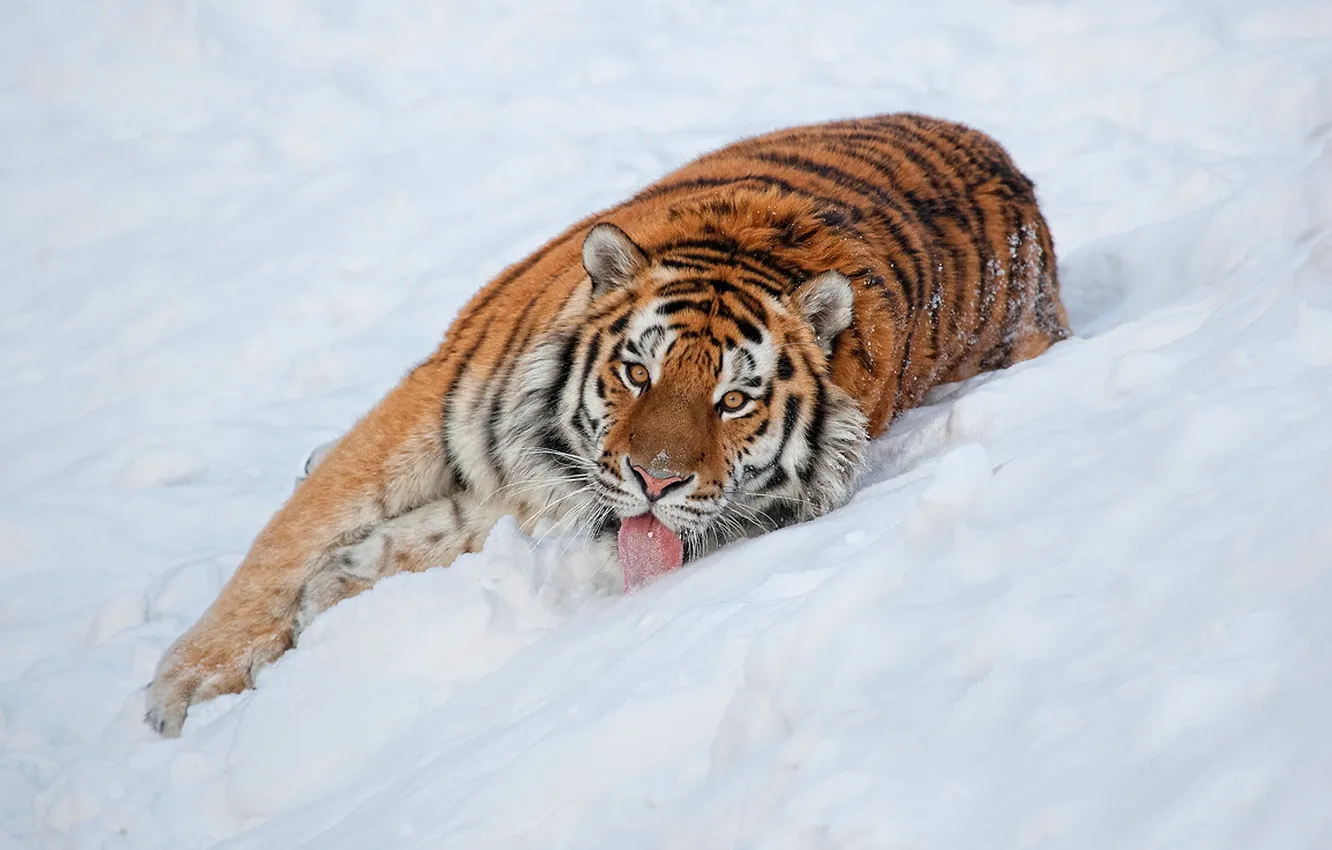 Фото обои язык, взгляд, снег, тигр, обои, лежит, полосатый, смотрит