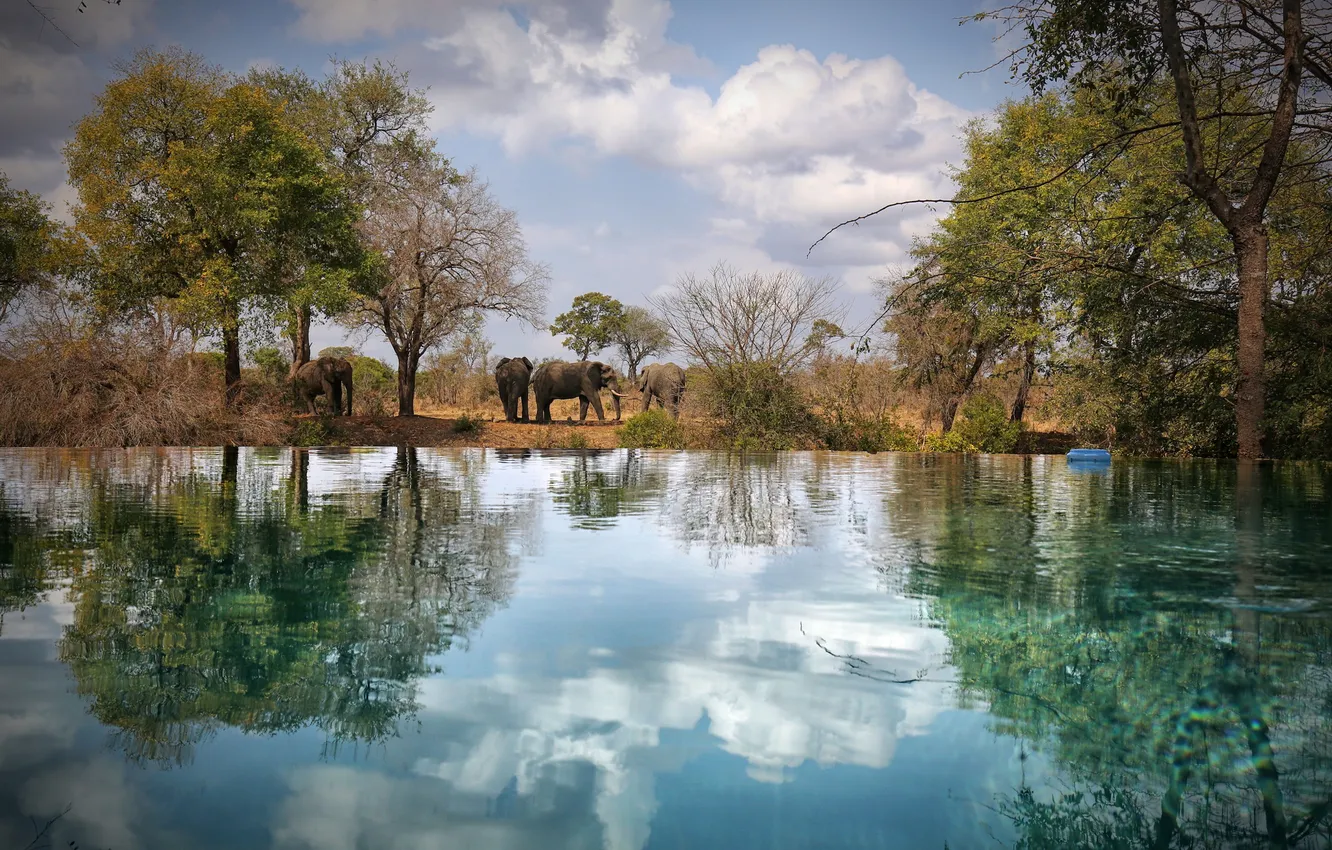 Фото обои небо, вода, облака, деревья, отражение, бассейн, зеркало, слоны
