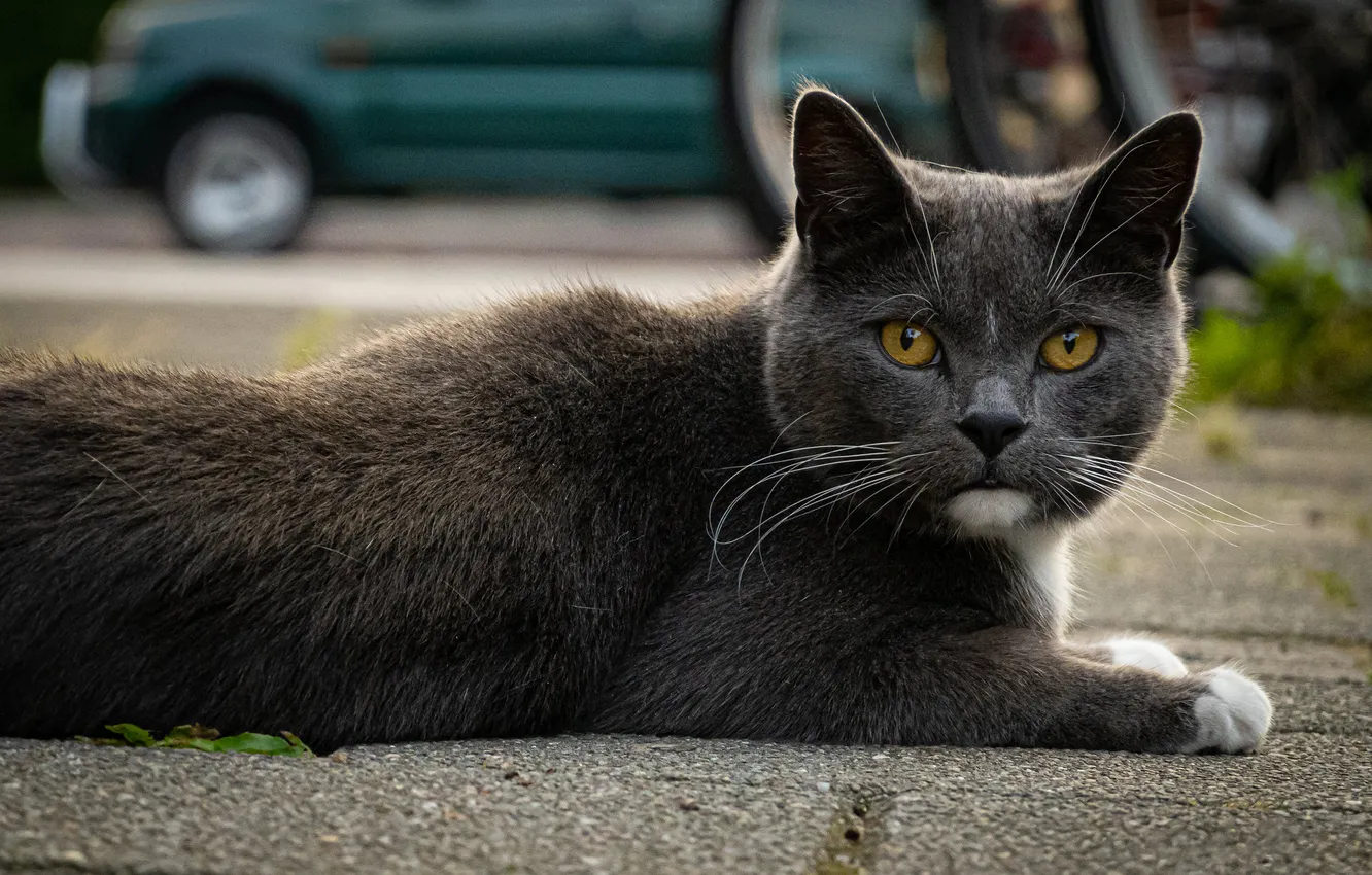 Фото обои машина, кошка, кот, взгляд, поза, серый, лежит, мордашка