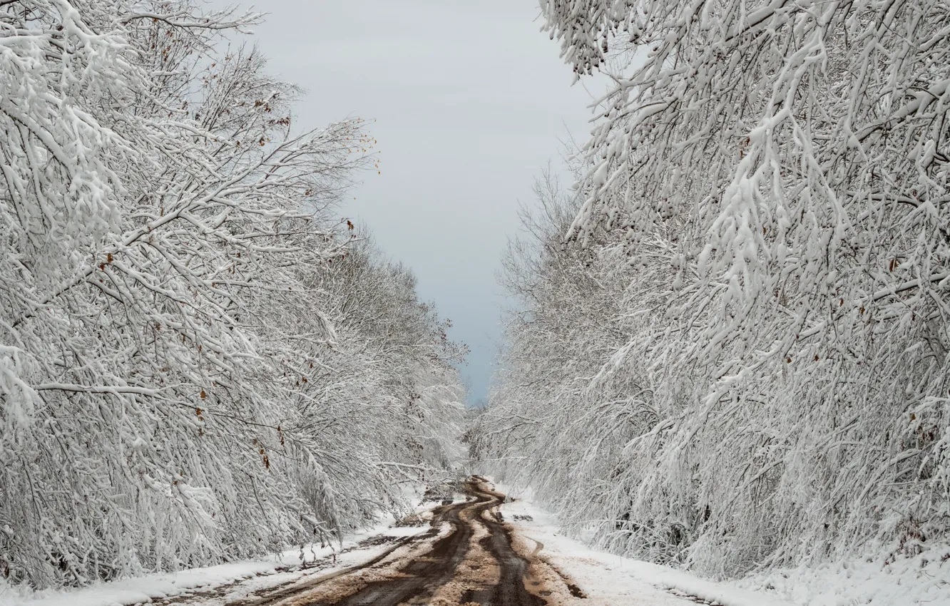 Фото обои зима, дорога, лес