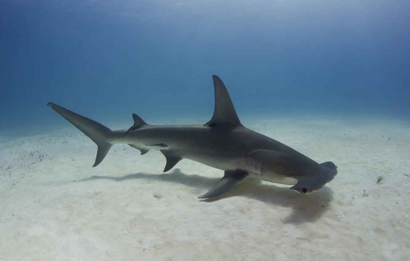 Фото обои sea, ocean, nature, shark, tropical, reef, mokarran, sphyrna