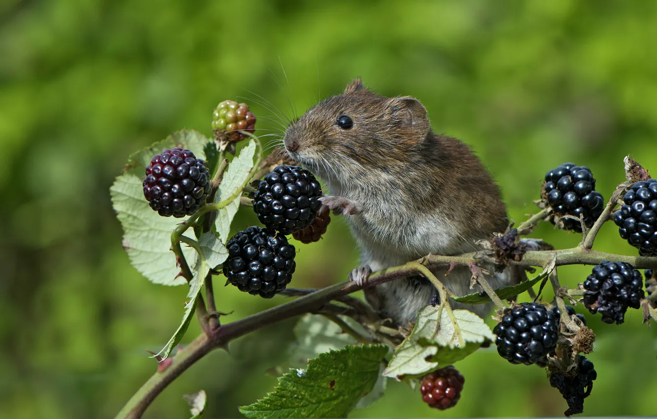 Фото обои ягоды, ветка, мышь, мышонок, полевка