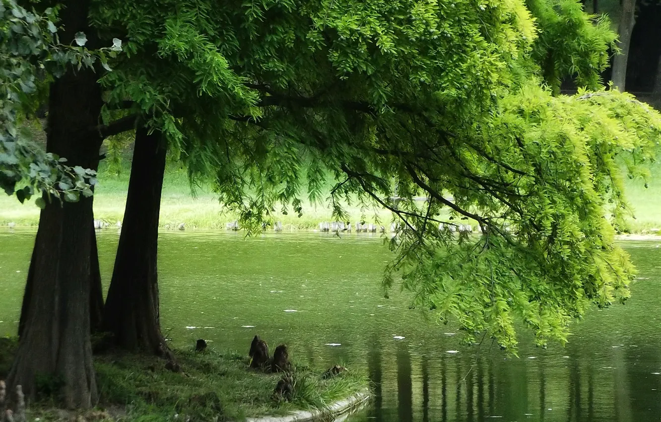 Фото обои зелень, лето, озеро, green, summer, Nature, trees, lake