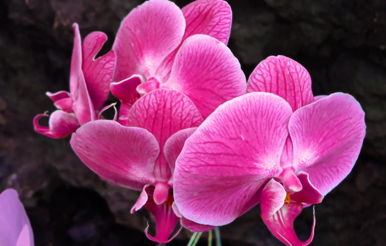 Фото обои цветок, розовая, Орхидея